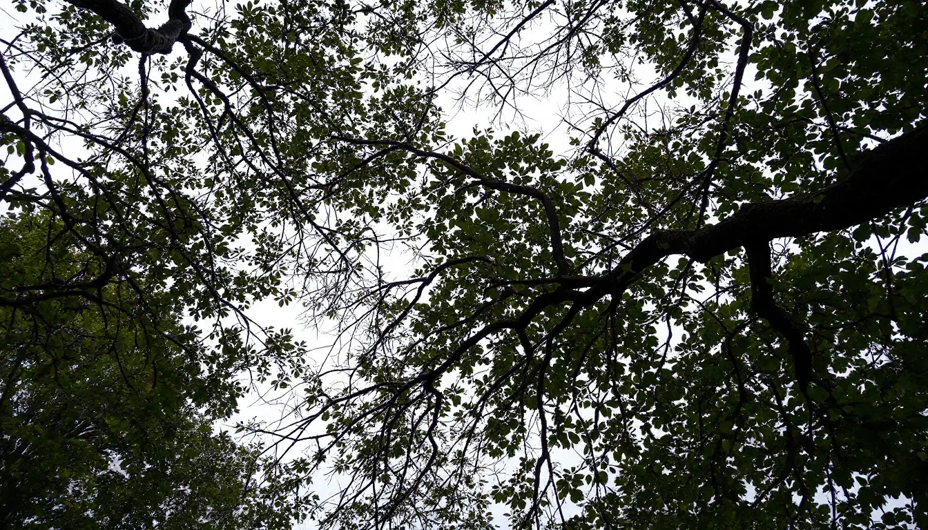 Tree Crown Thinning in Greenville